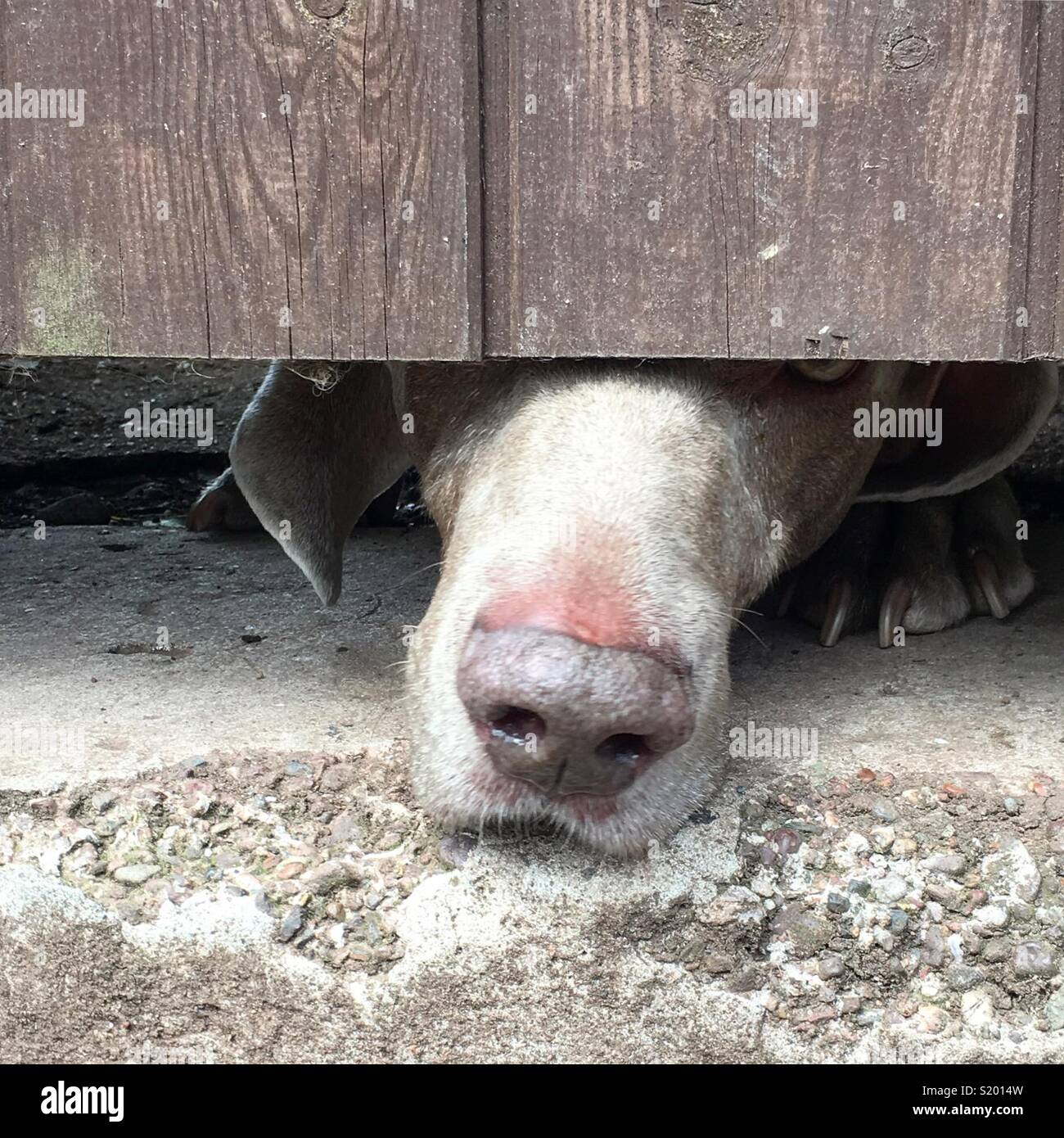 Nosey dog pokes his nose under a gate Stock Photo