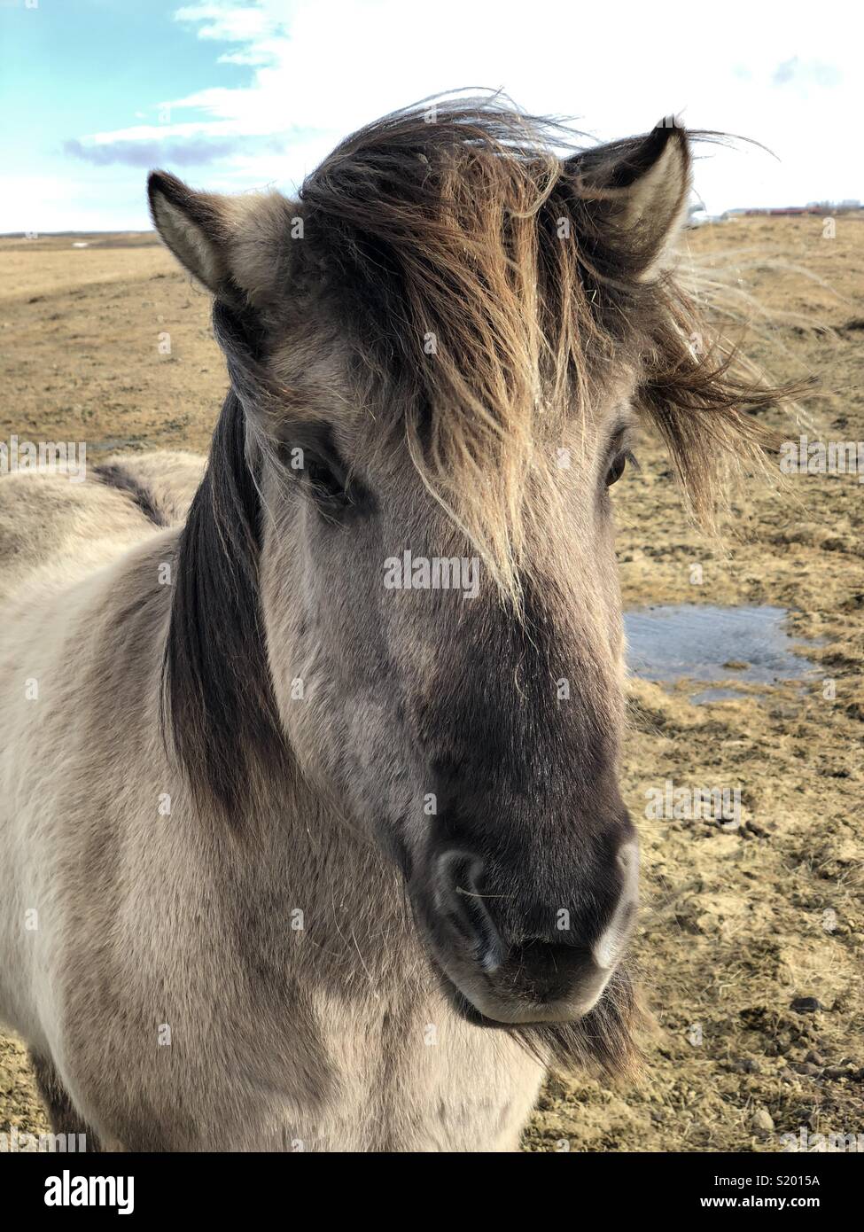 Icelandic horse - don’t call them ponies ;-) Stock Photo