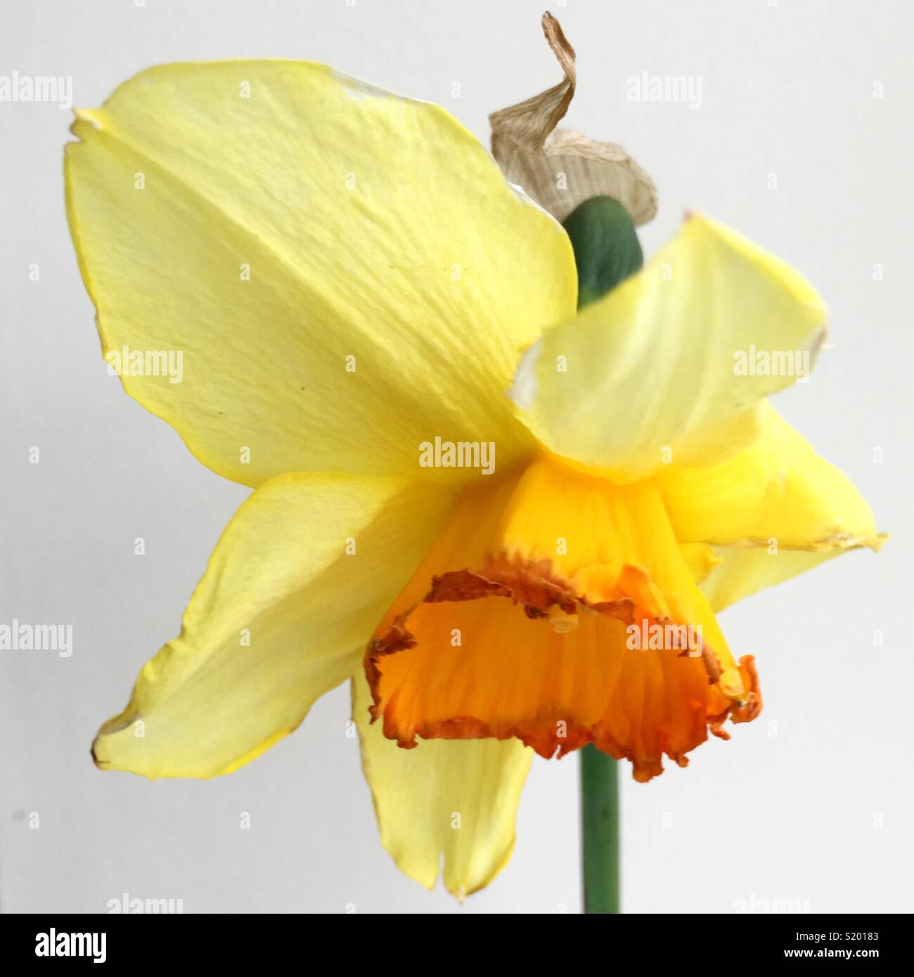 Dying daffodil, faded glory Stock Photo Alamy