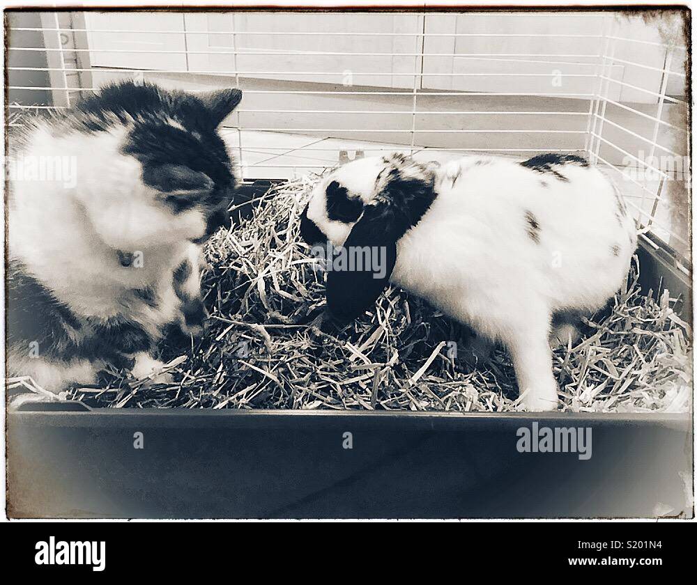 Cat and rabbit friends Stock Photo Alamy