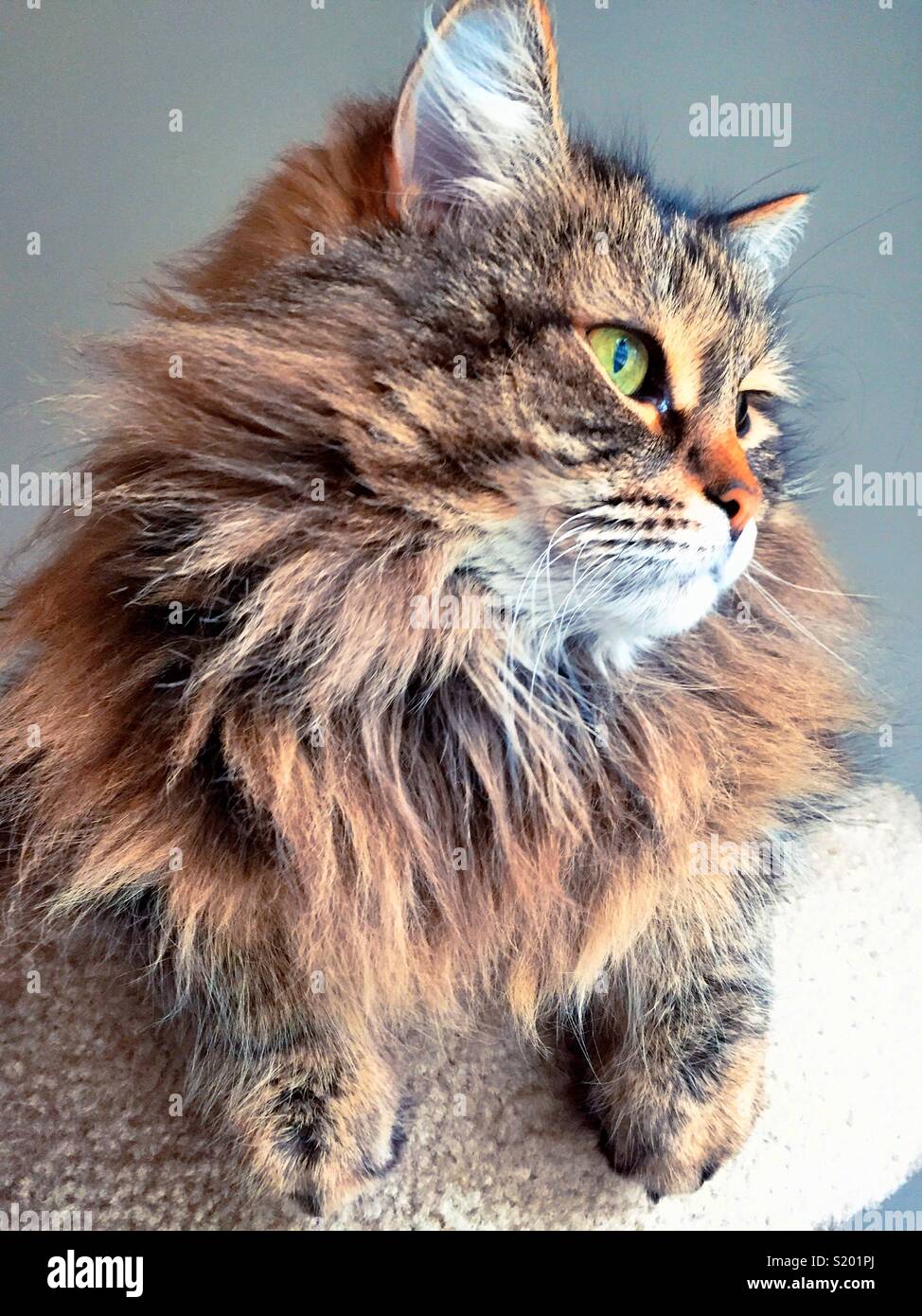 A Siberian breed of cat with green eyes suns herself - Smartphone Captured Stock Image