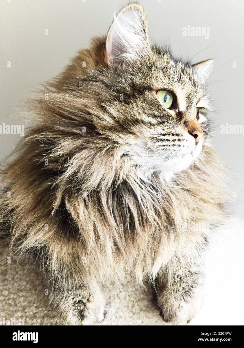 A Siberian Breed Of House Cat Stands Tall And Proud Stock Photo Alamy