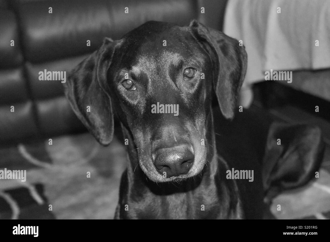 Doberman Pinscher Stock Photo