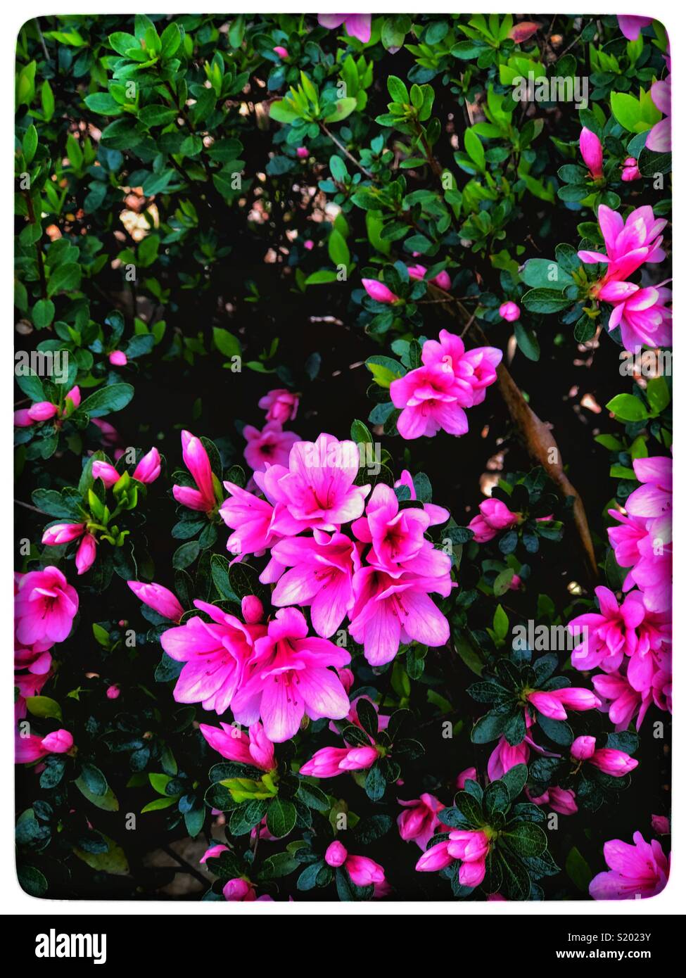 Pink azaleas Stock Photo