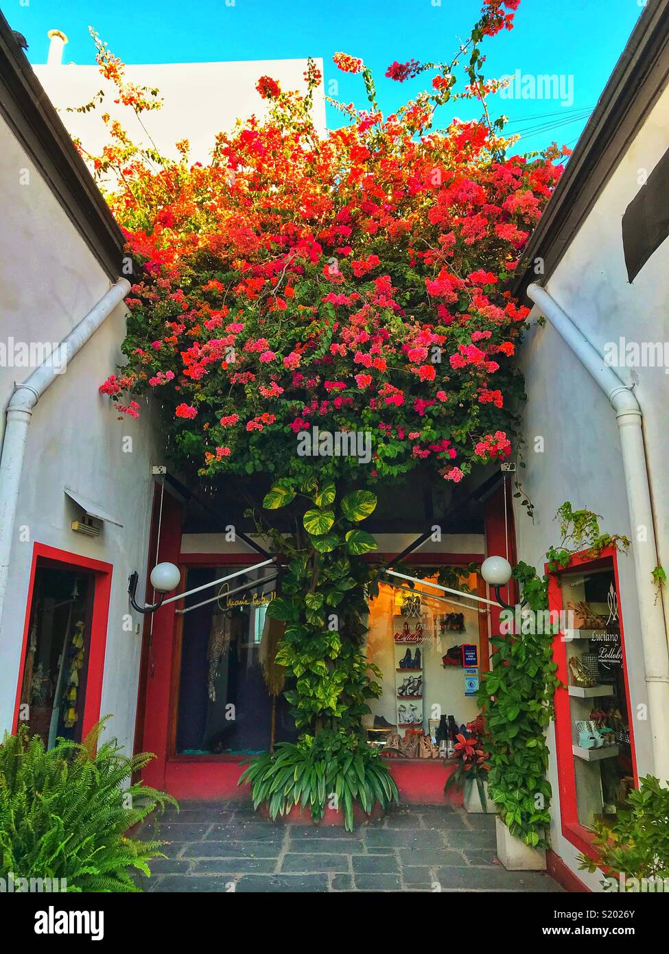 Flowers in a shop - Smartphone Captured Stock Image