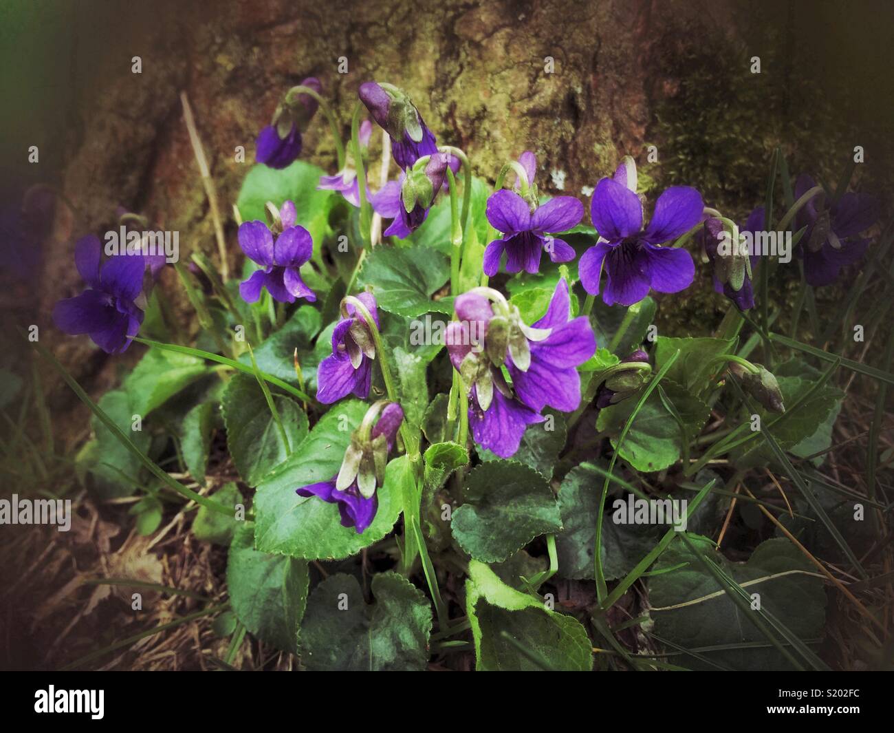 Sweet violets growing wild beside a tree. Stock Photo