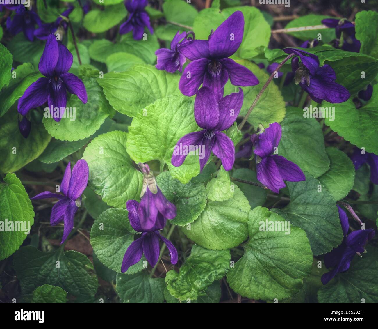 Common dog violets Stock Photo