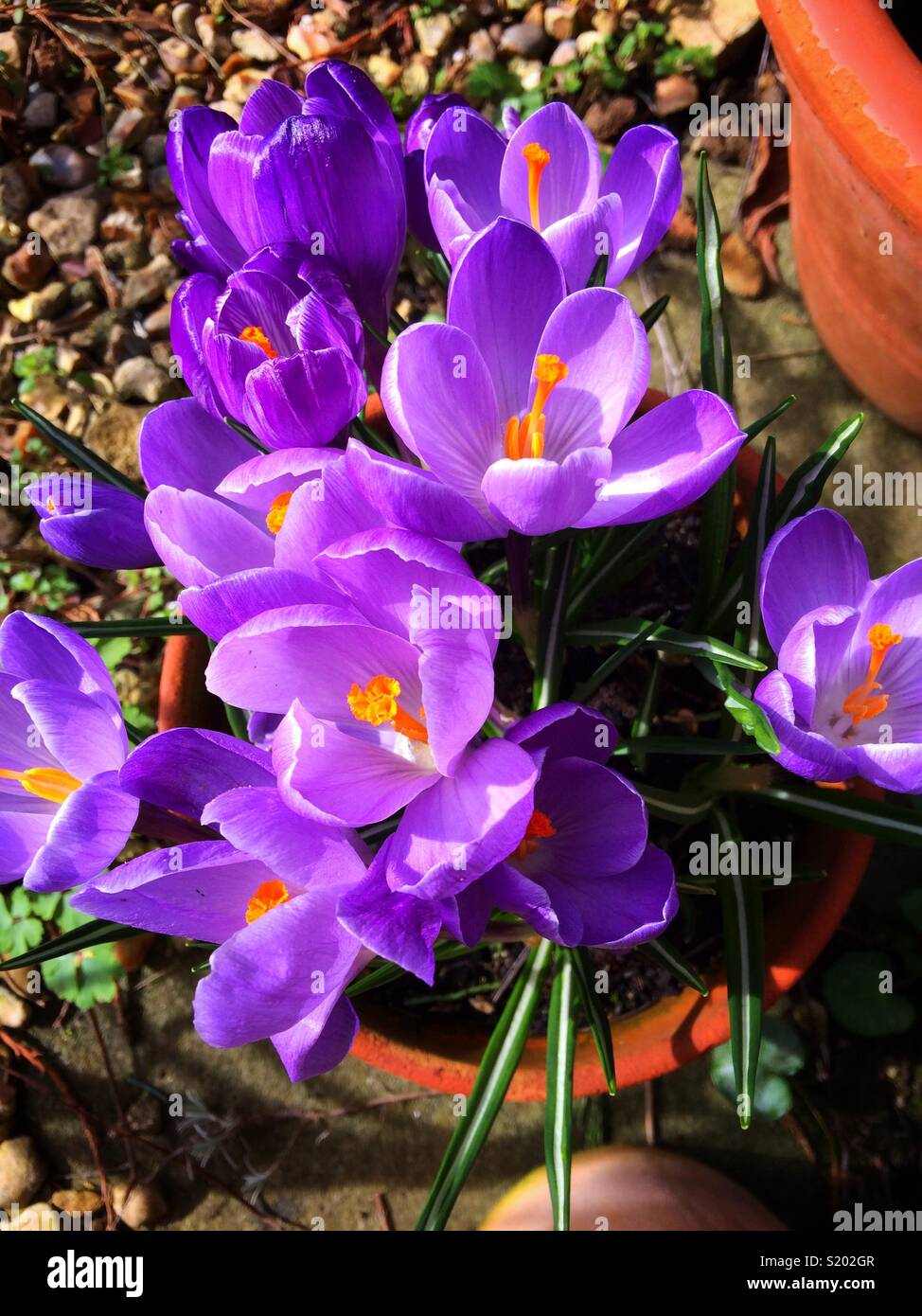 Purple crocuses in a terracotta pot - Smartphone Captured Stock Image