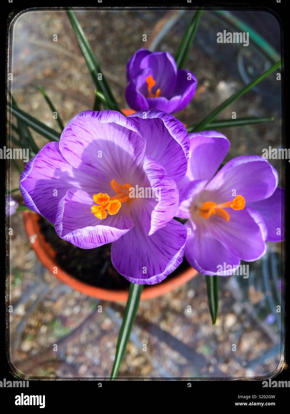 Purple crocuses in a terracotta pot on a glass table - Smartphone Captured Stock Image