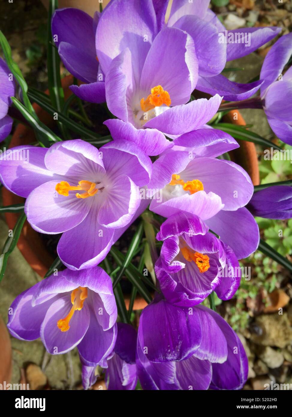 Purple crocuses in a terracotta pot - Smartphone Captured Stock Image
