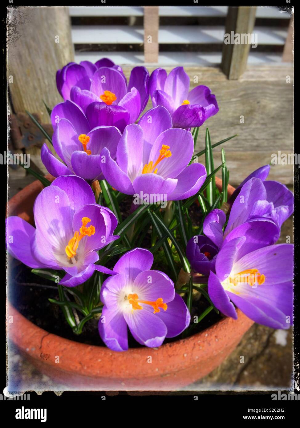 Purple crocuses in a terracotta pot - Smartphone Captured Stock Image