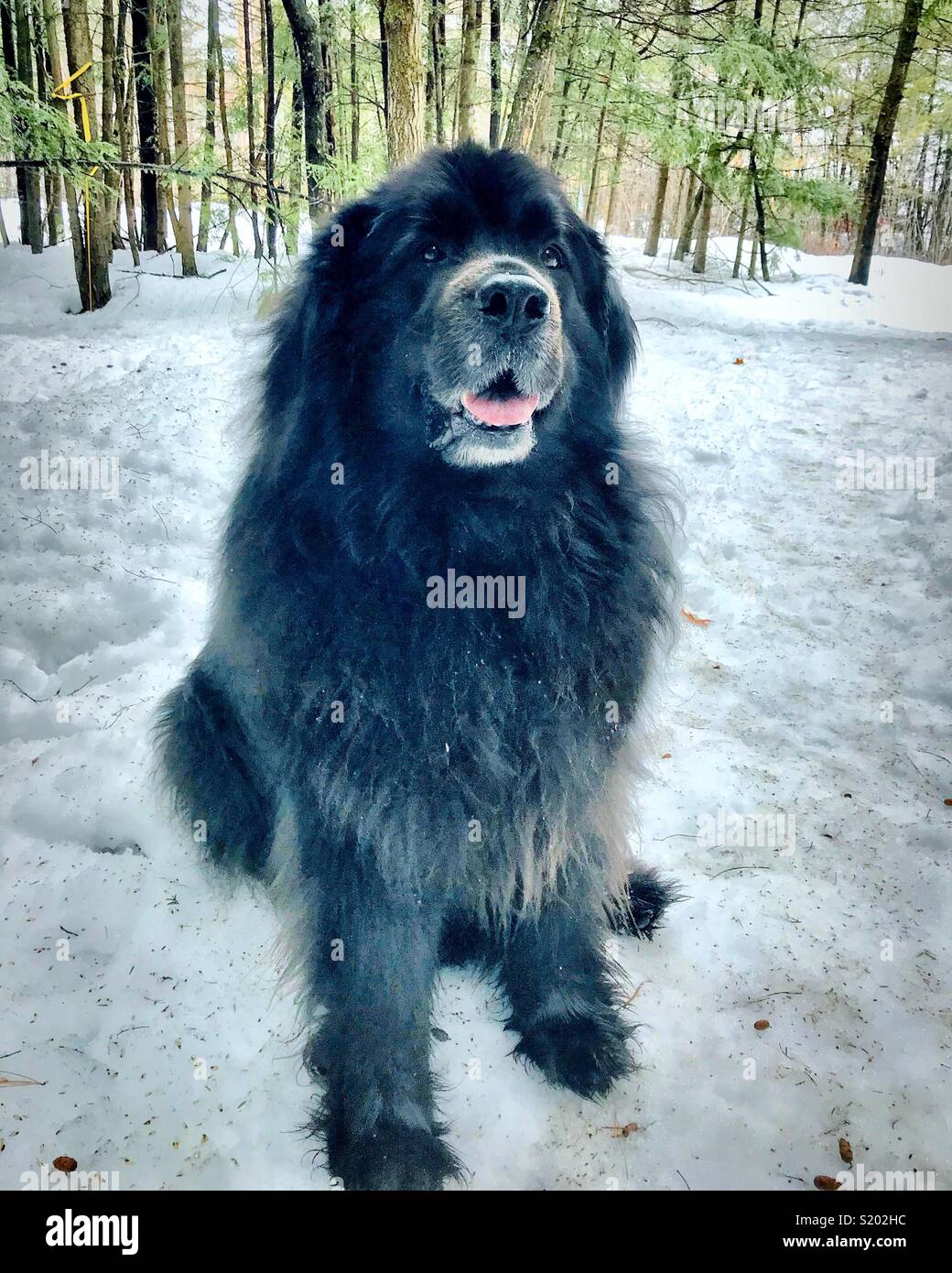 Happy Newfoundlander dog in snowy woods Stock Photo