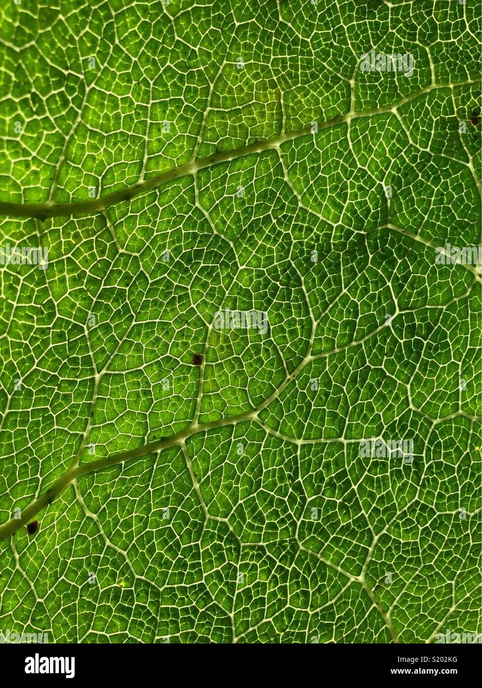 Rhubarb leaf - Smartphone Captured Stock Image