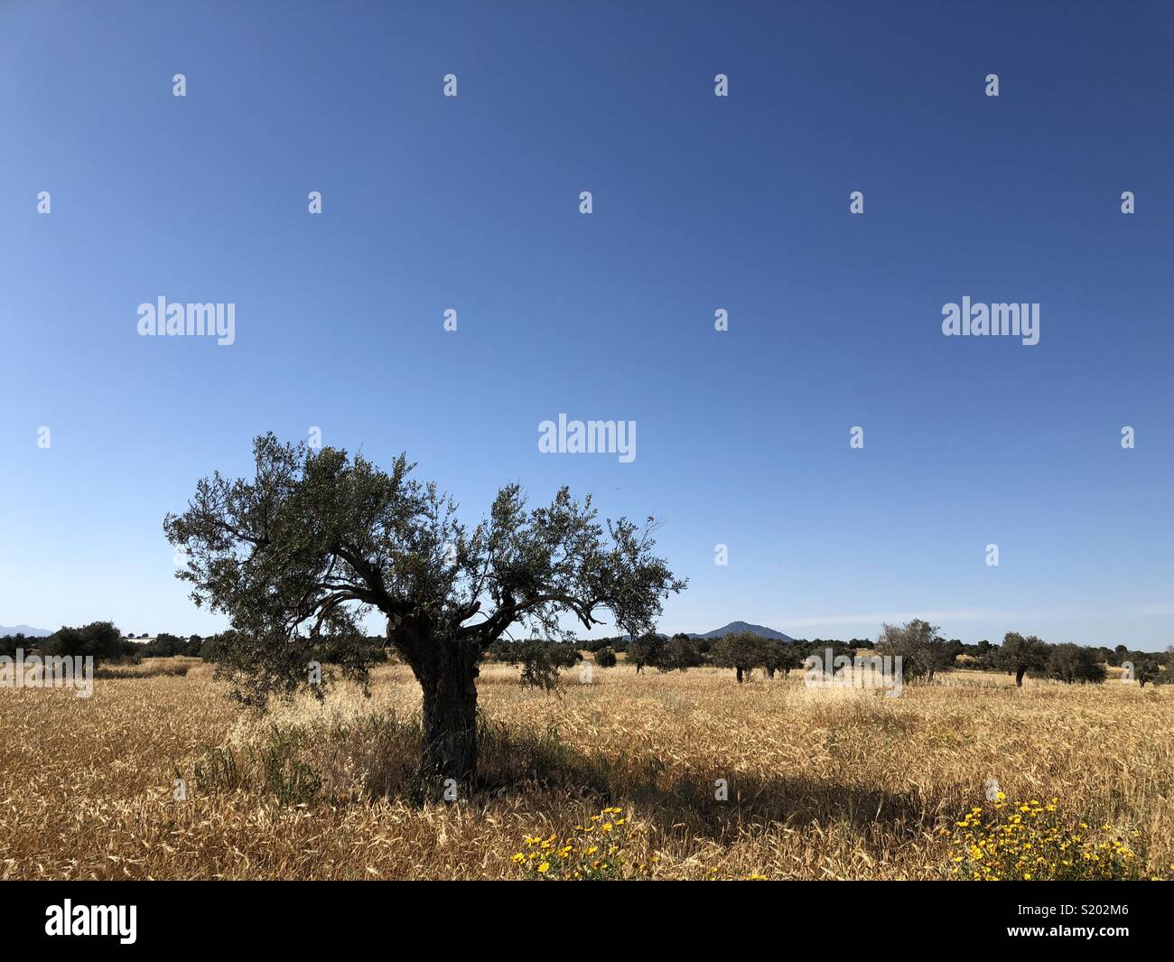 Lone olive tree in a field of wheat with clear blue sky on Cyprus near Mazotos - Smartphone Captured Stock Image