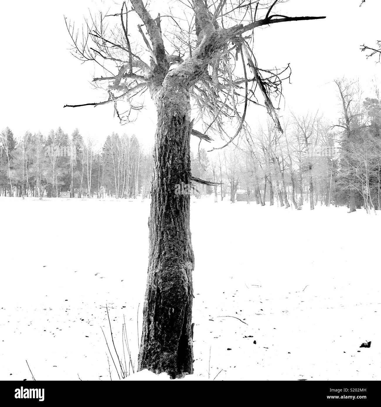 amazing tree - Smartphone Captured Stock Image