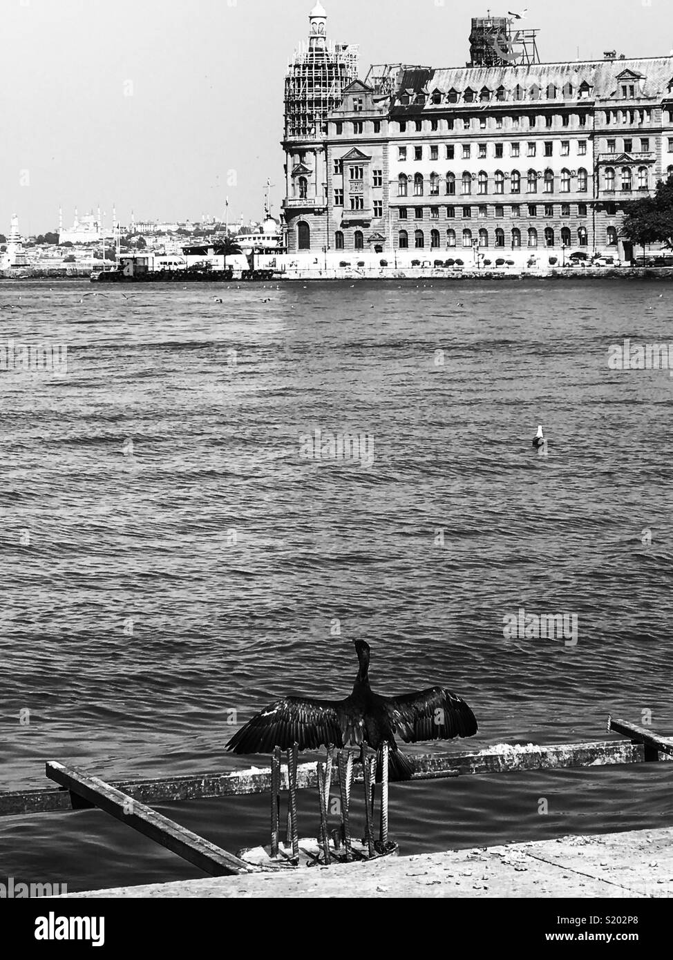 Hunter of sea Istanbul Bosphorus Stock Photo