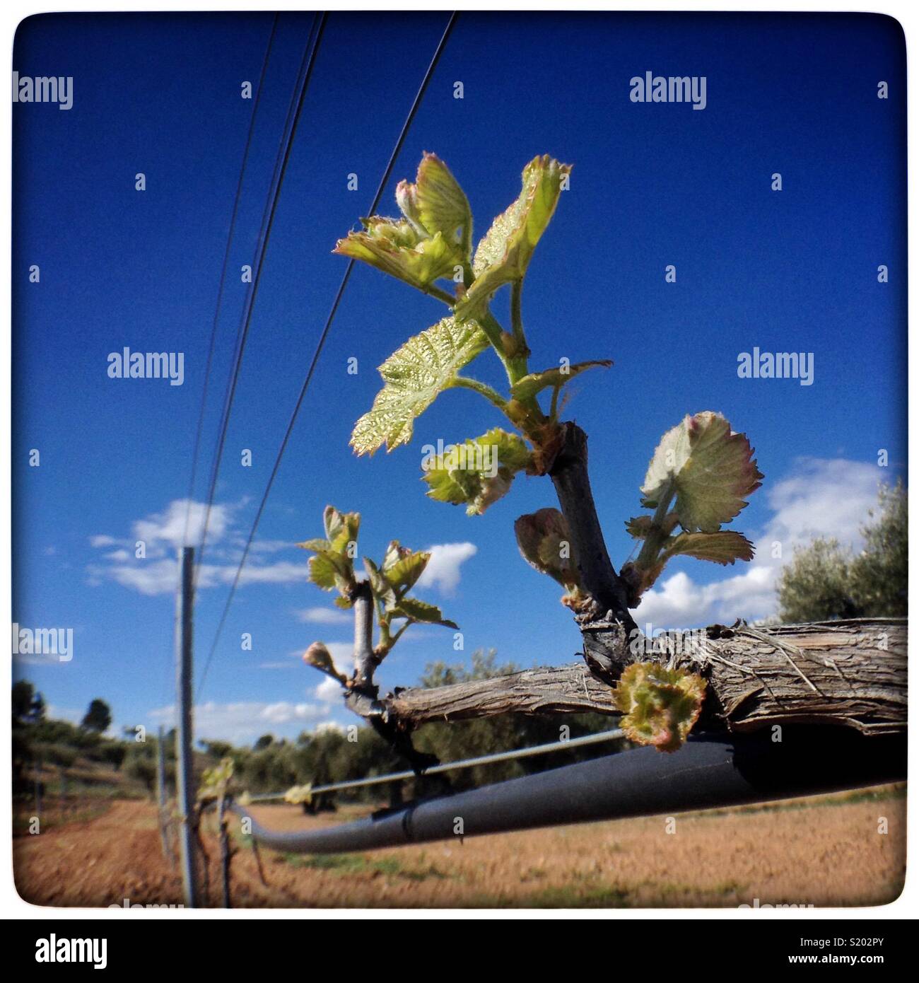 Fresh Spring shoots on a Viognier grapevine, Catalonia, Spain. - Smartphone Captured Stock Image