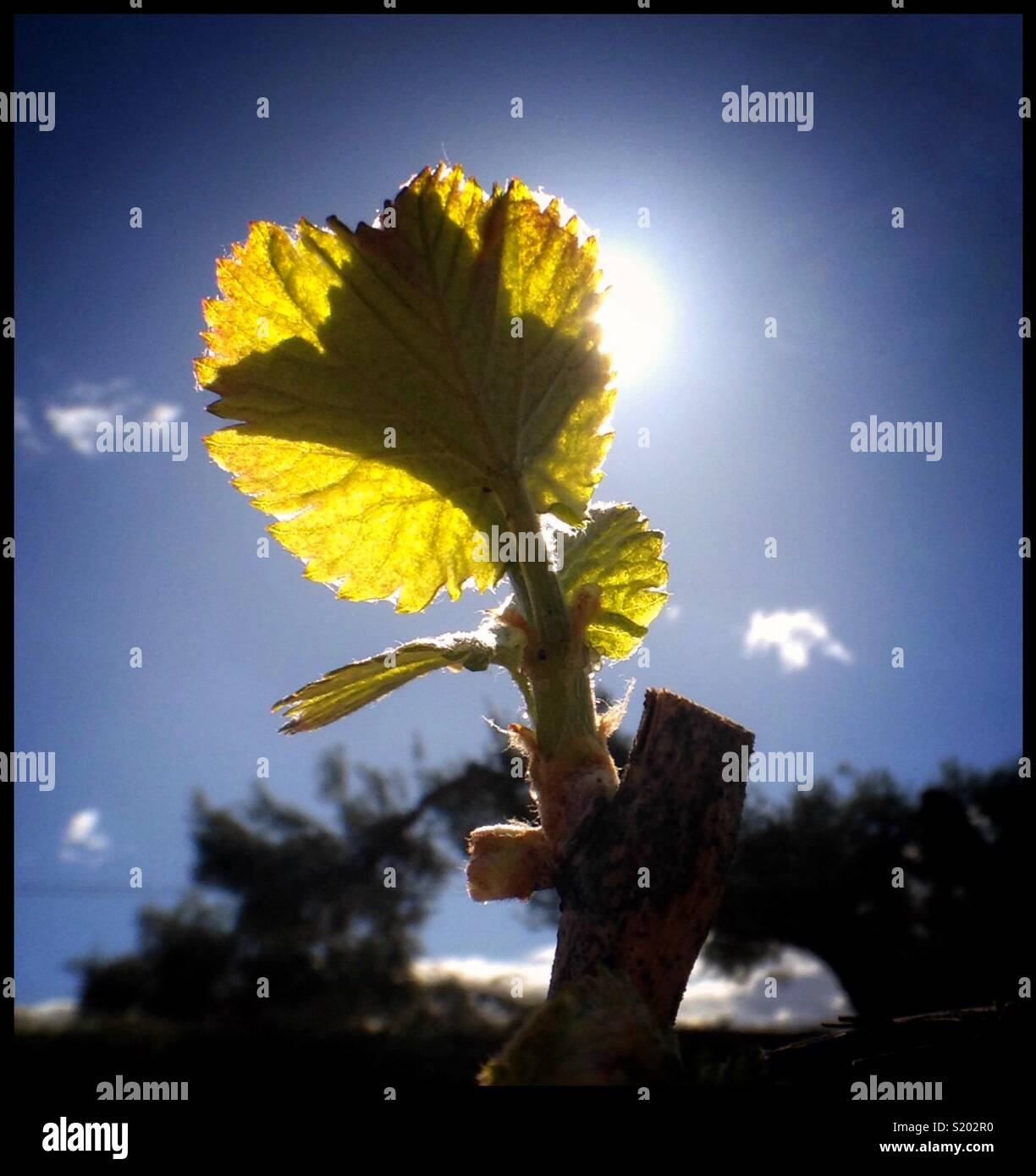 Fresh Spring shoots on a Viognier grapevine, Catalonia, Spain. - Smartphone Captured Stock Image