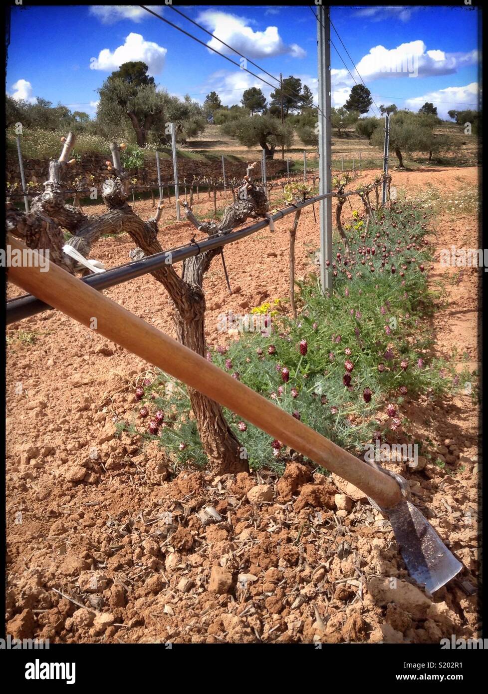 Manual, ecological weed control under grapevines, Catalonia, Spain. - Smartphone Captured Stock Image