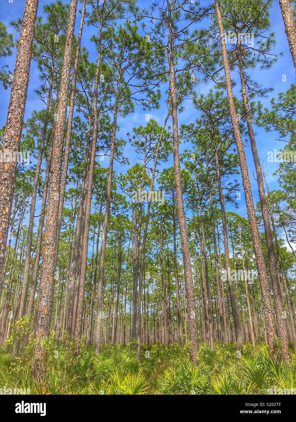 Tall pine trees and scrub palms, Osceola National Forest Stock Photo