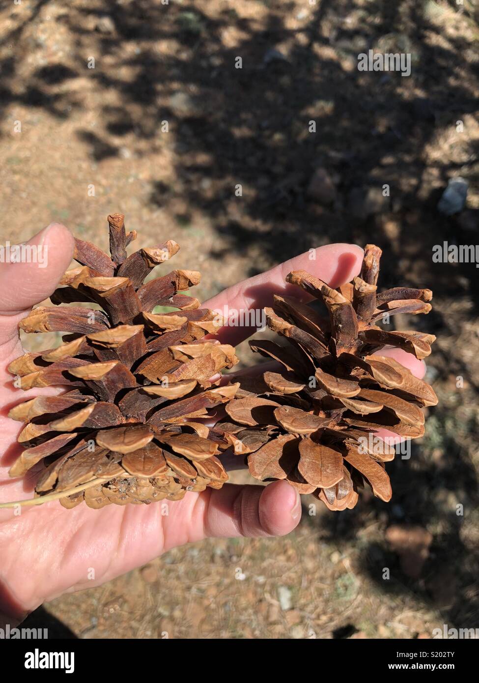 Holding two pine cones - Smartphone Captured Stock Image
