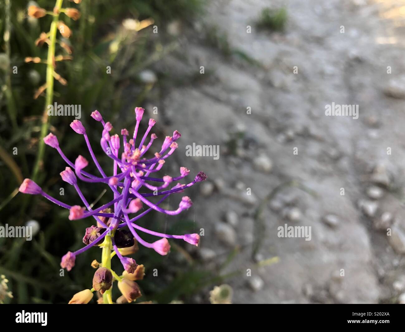 Purple flower in Cyprus - Smartphone Captured Stock Image