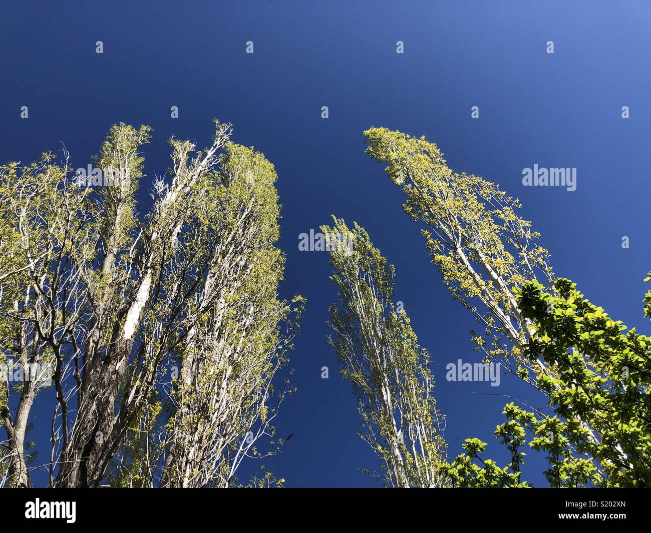 Tall trees in spring on Cyprus against blue sky - Smartphone Captured Stock Image