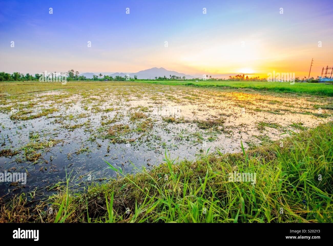 Fresh air and scenic setting at the rice field of Calauan, Laguna Stock Photo