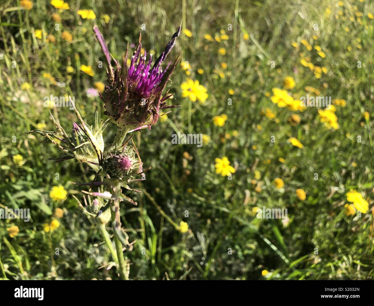 Cyprus flowers purple thistle and yellow flowers - Smartphone Captured Stock Image