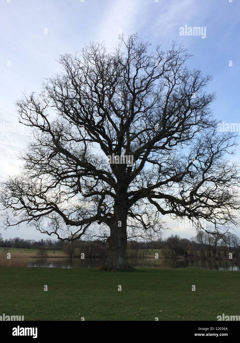 Oak tree silhouette hi-res stock photography and images - Alamy