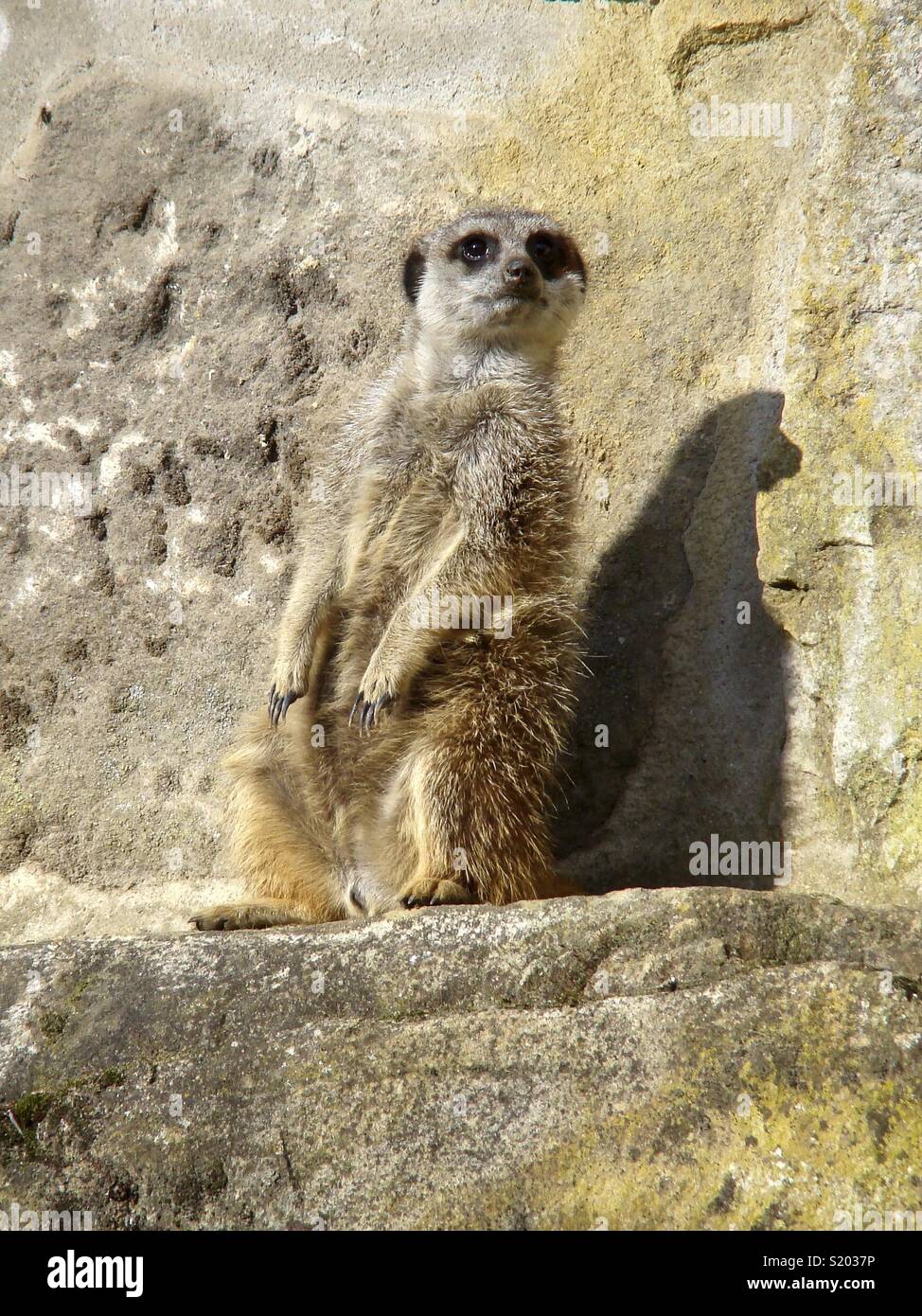 Meerkats is looking for enemies before a rock wall, which it disguises very well because of the same color as his fur Stock Photo