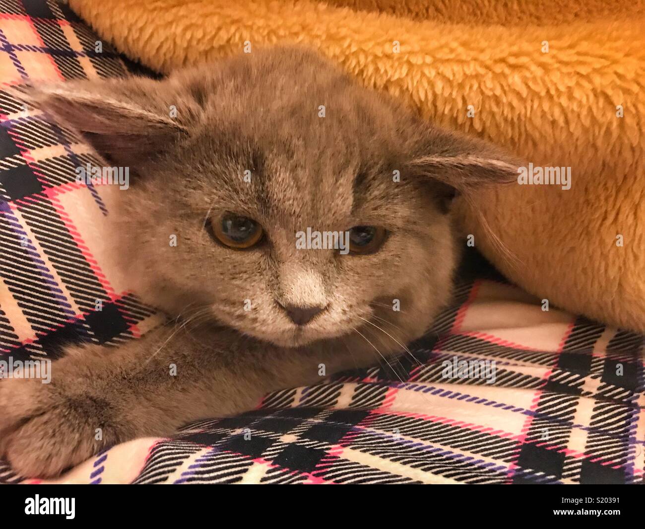 British cat in bed covers - Smartphone Captured Stock Image