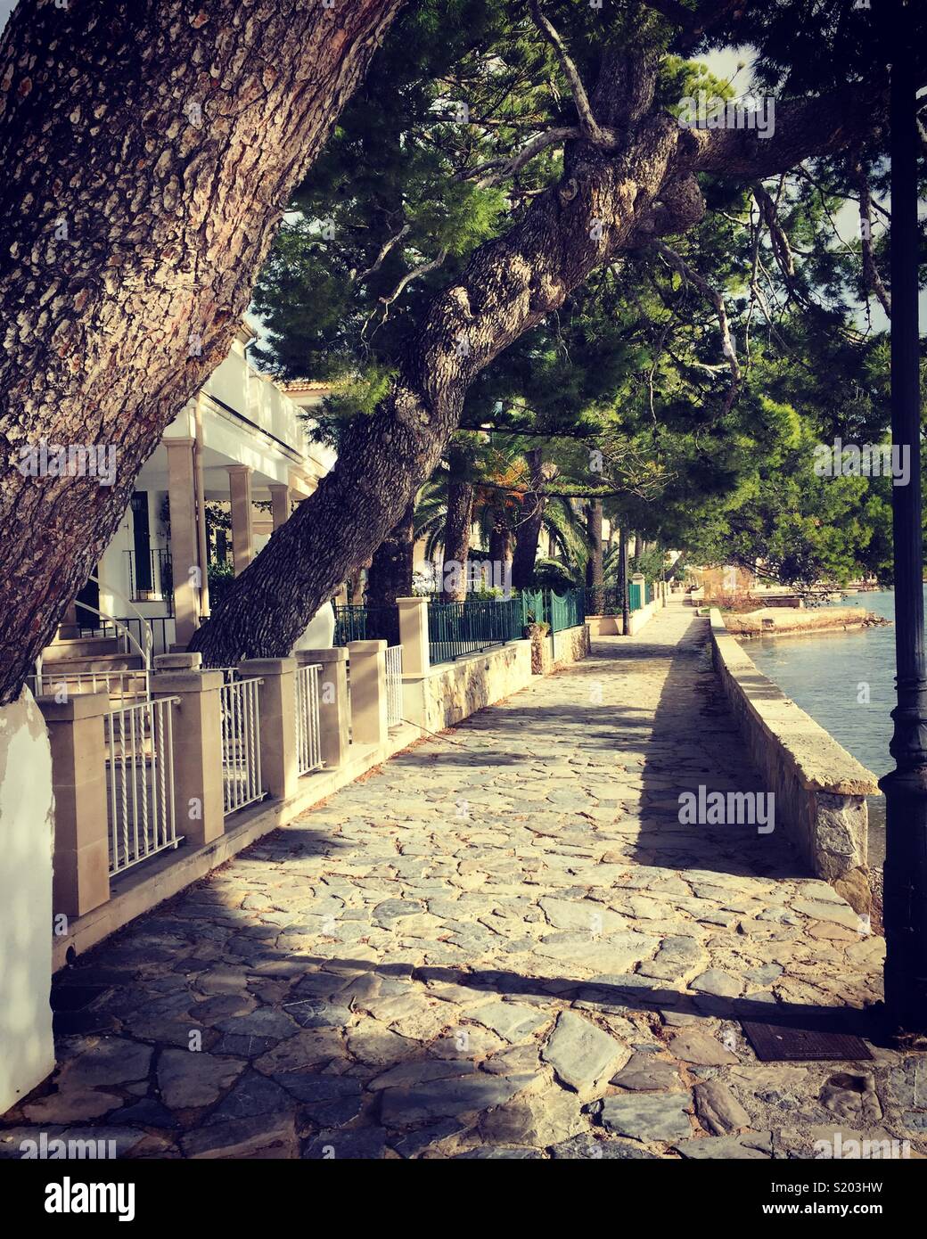 Puerto Pollensa Pine Walk, Mallorca Stock Photo Alamy
