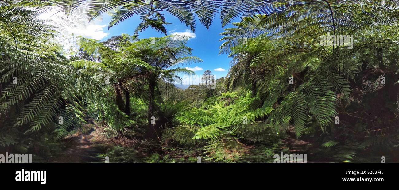 A grove of Rough Tree Ferns (Cyathea australis), Prince Henry Cliff Walk, Katoomba, Blue Mountains National Park, NSW, Australia - Smartphone Captured Stock Image