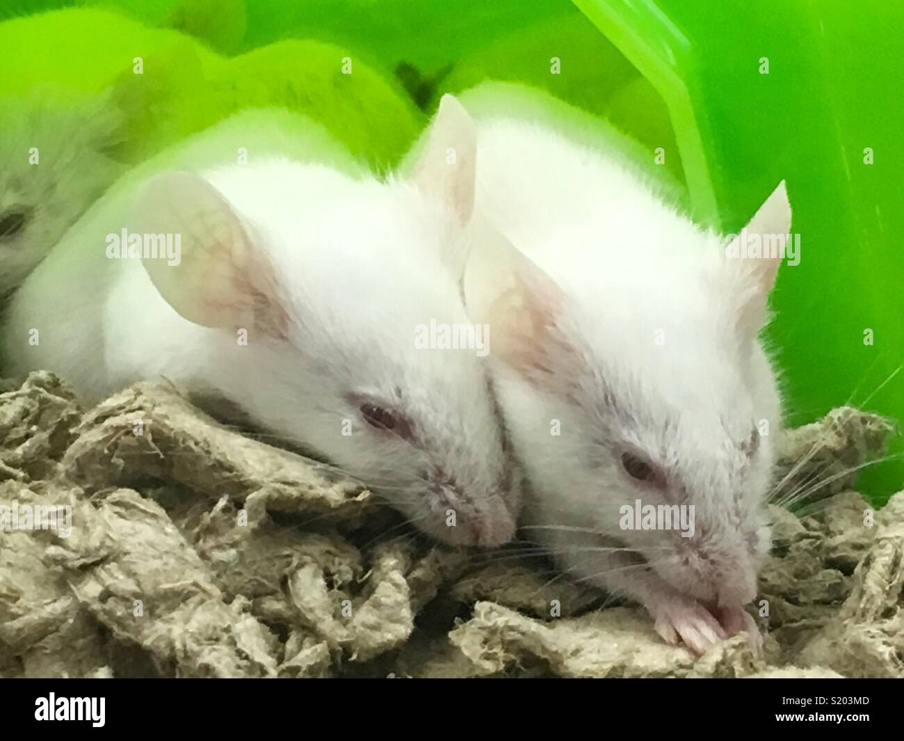 Two pet white mice in green igloo enclosure with rodent bedding Stock Photo Alamy