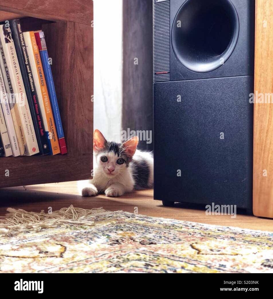 A kitten between a bookshelf and a speaker - Smartphone Captured Stock Image