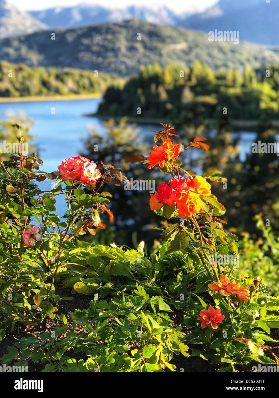 Flowers with lake in background - Smartphone Captured Stock Image