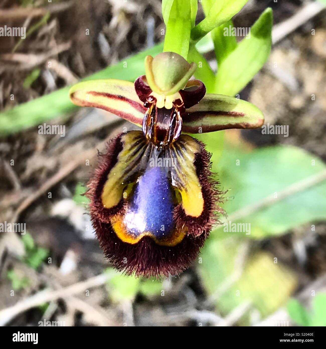 An orchid with the shape of an insect in Prado del Rey, Sierra de Cadiz, Spain - Smartphone Captured Stock Image