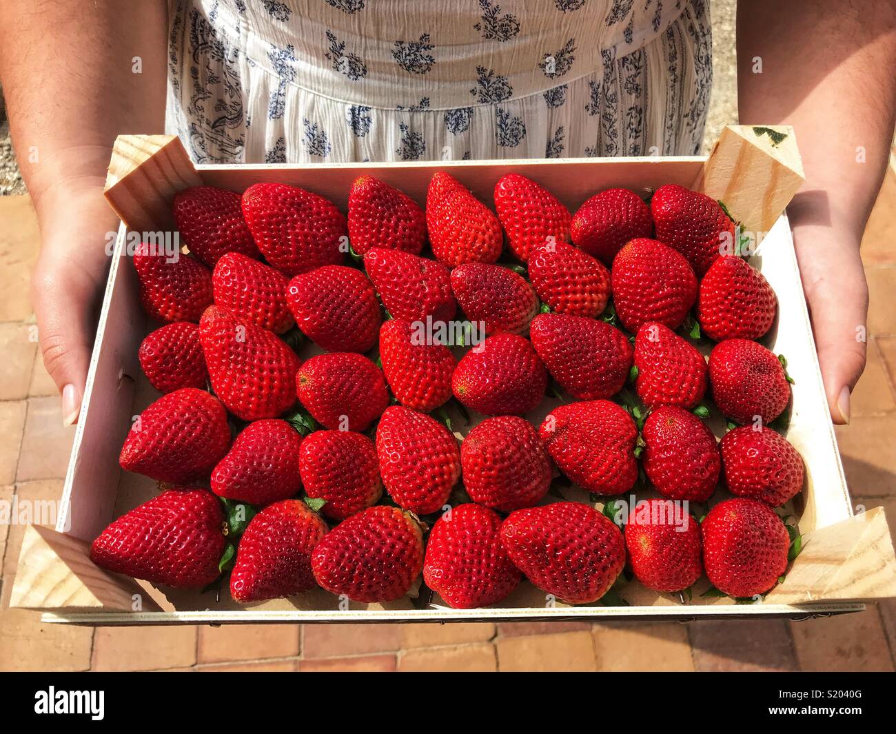 Millennial woman holding a box of fresh, ripe, red strawberries, high angle view Stock Photo