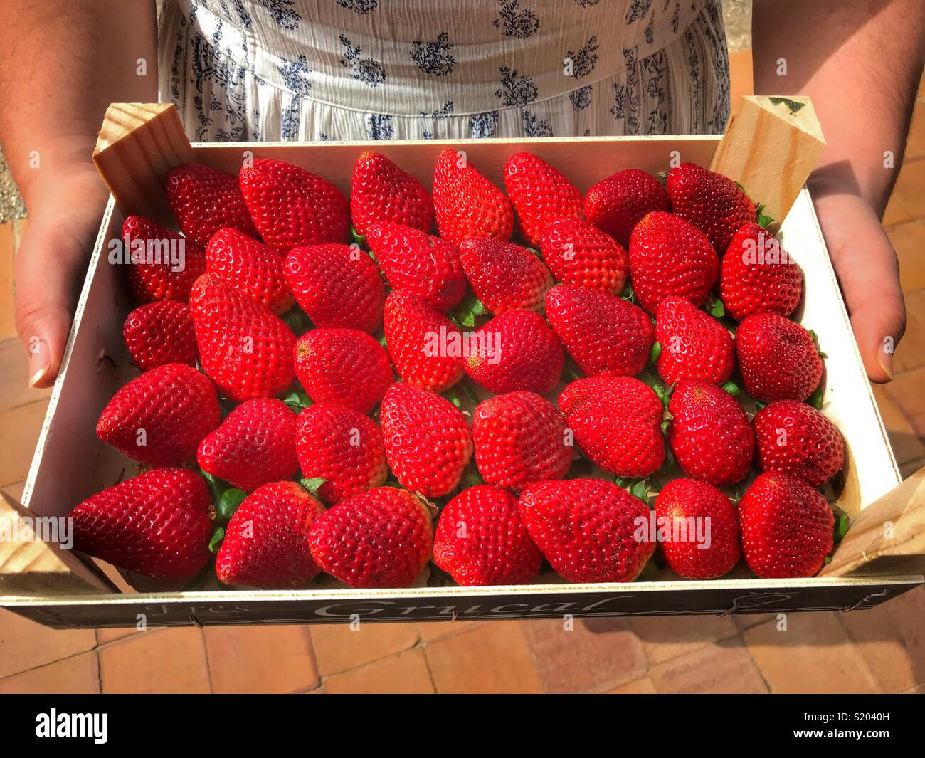 Millennial woman holding a box of fresh, ripe, red strawberries, high angle view Stock Photo