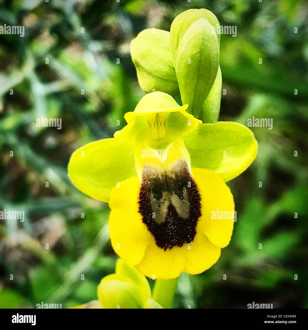 An orchid with the shape of a wolf in Prado del Rey, Sierra de Cadiz, Andalusia, Spain - Smartphone Captured Stock Image