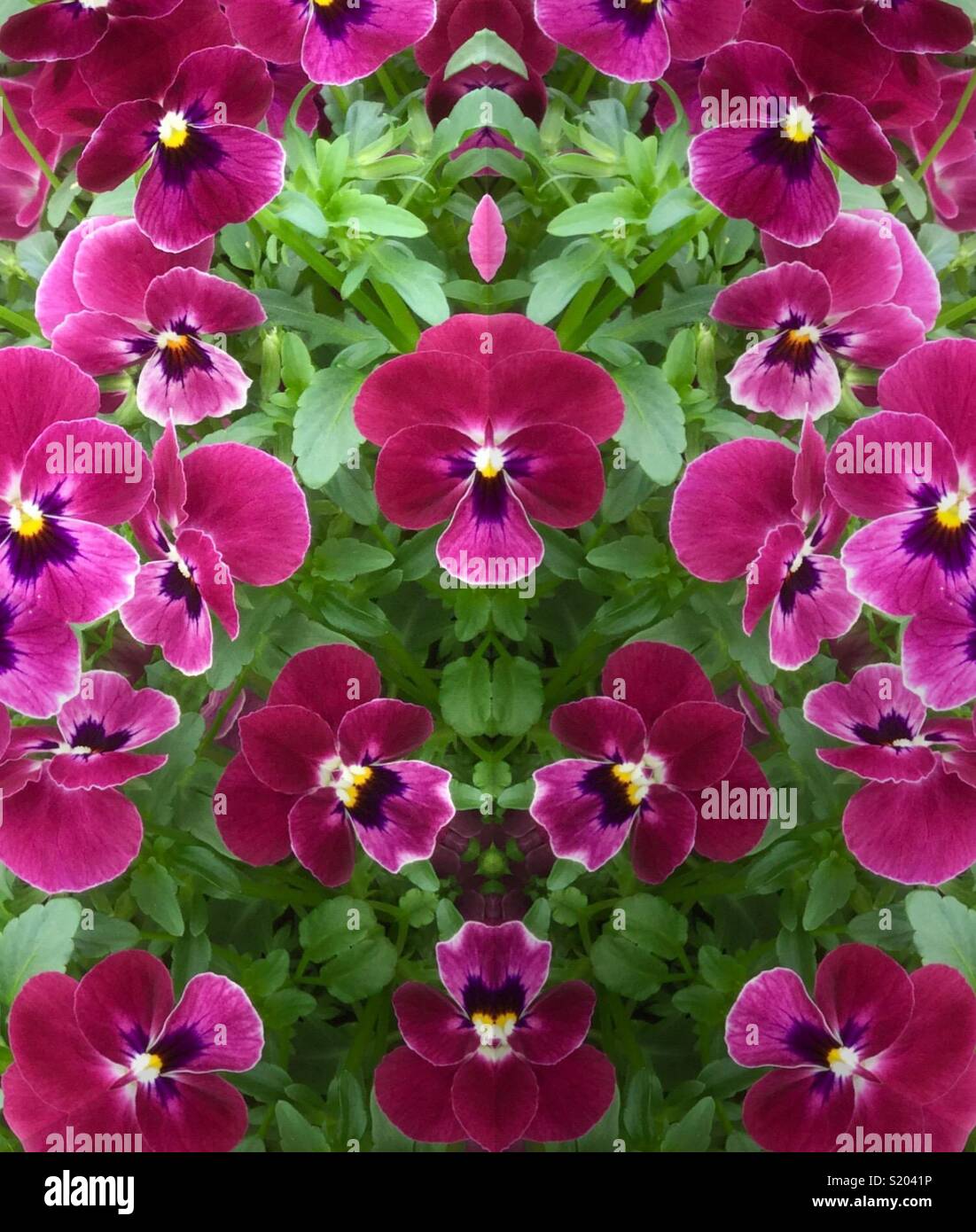 Dark Pink Violas Stock Photo