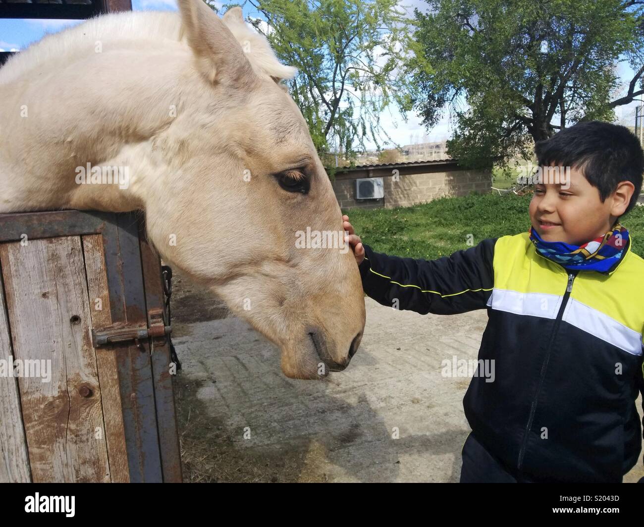 Boy with horse. Stock Photo