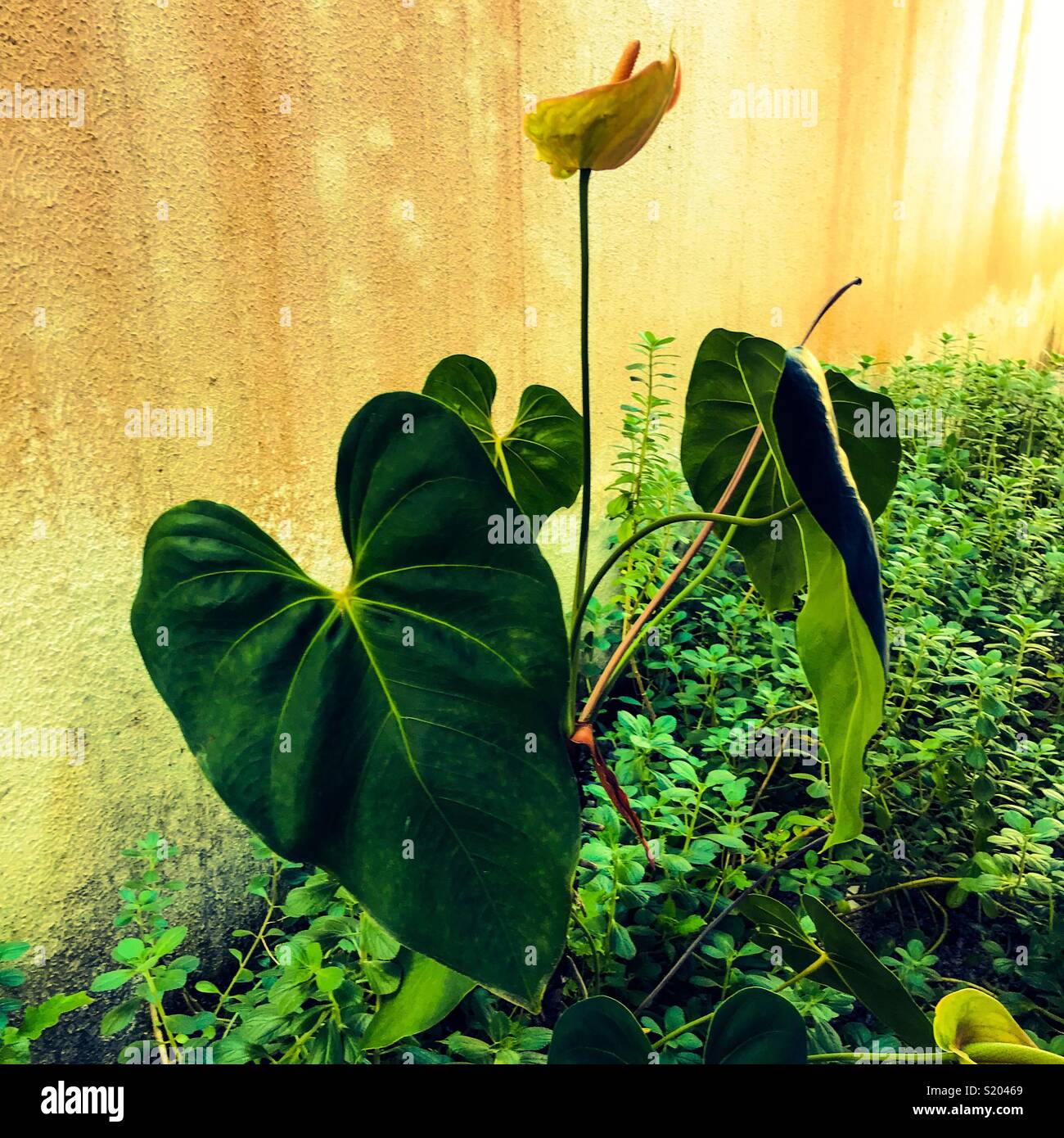 Anthurium flower and leaves in a bed of herbs - Smartphone Captured Stock Image