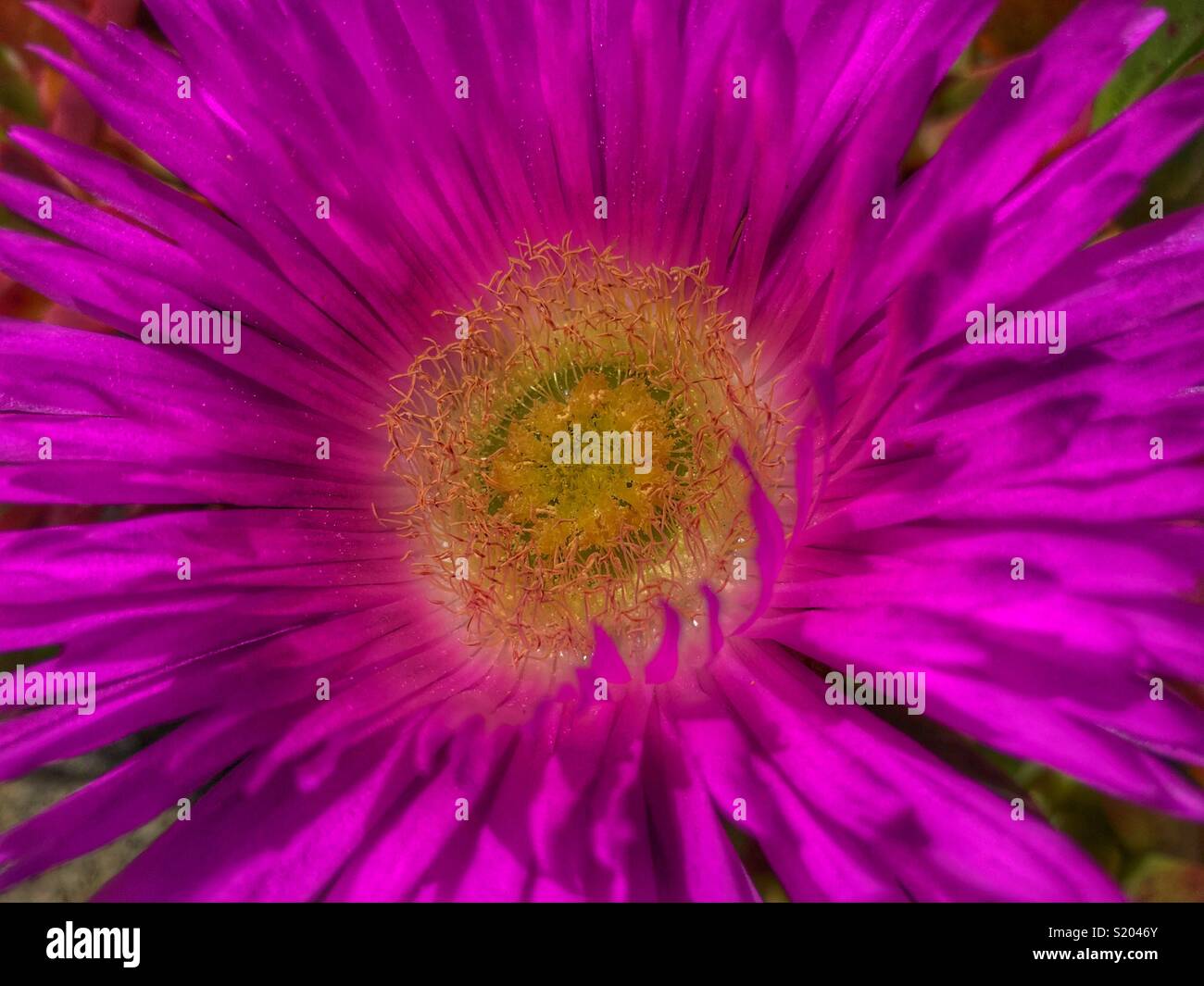 Carpobrotus glaucescens, commonly known as Pigface, or ice plant or angular sea fig Stock Photo