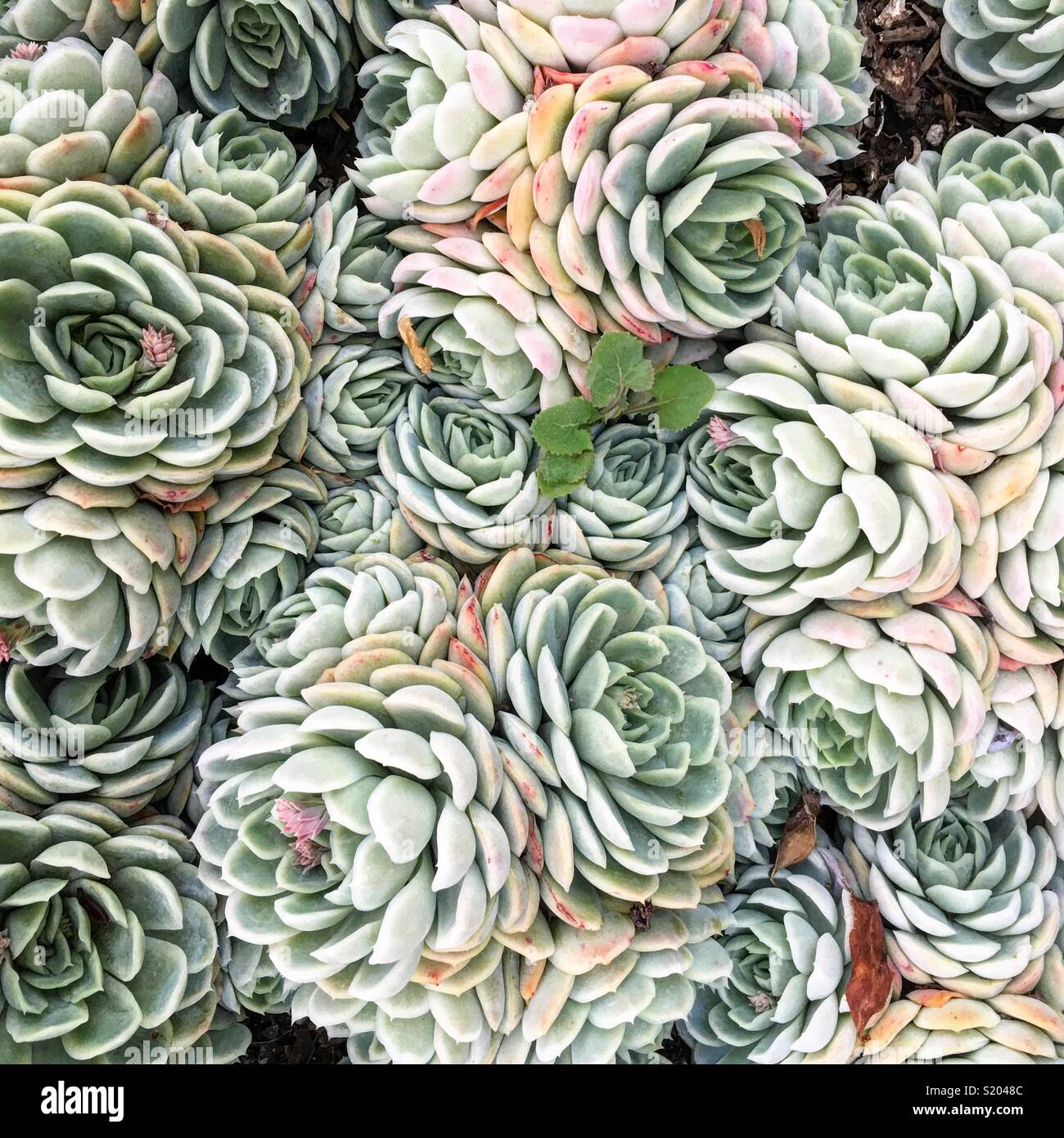 Pastel colored desert succulents grow together. Stock Photo