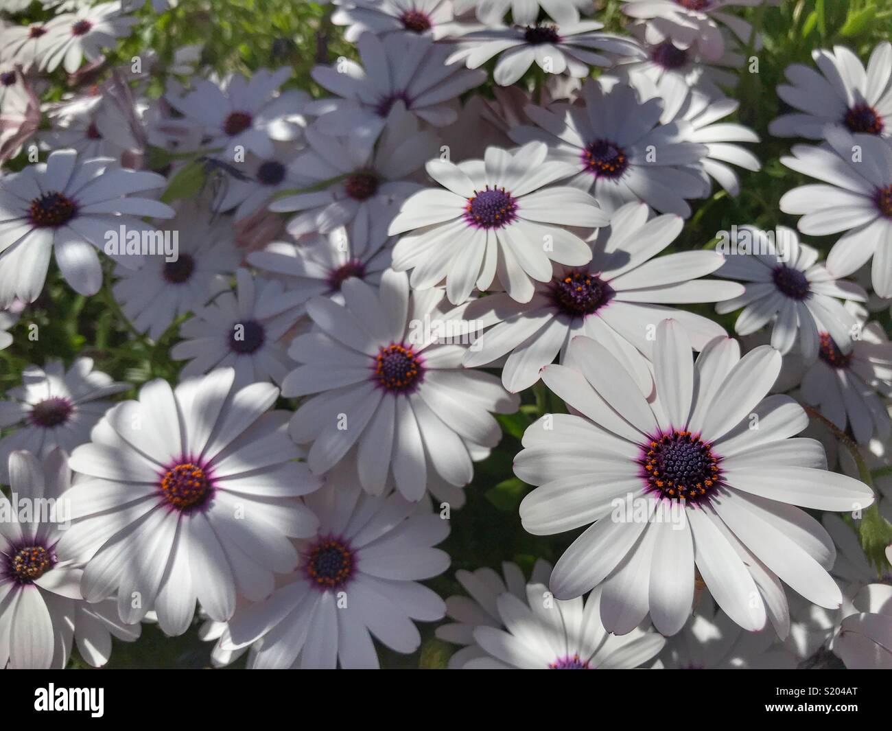 Osteospermum, also known as African daisy, Cape daisy, or daisybush - Smartphone Captured Stock Image
