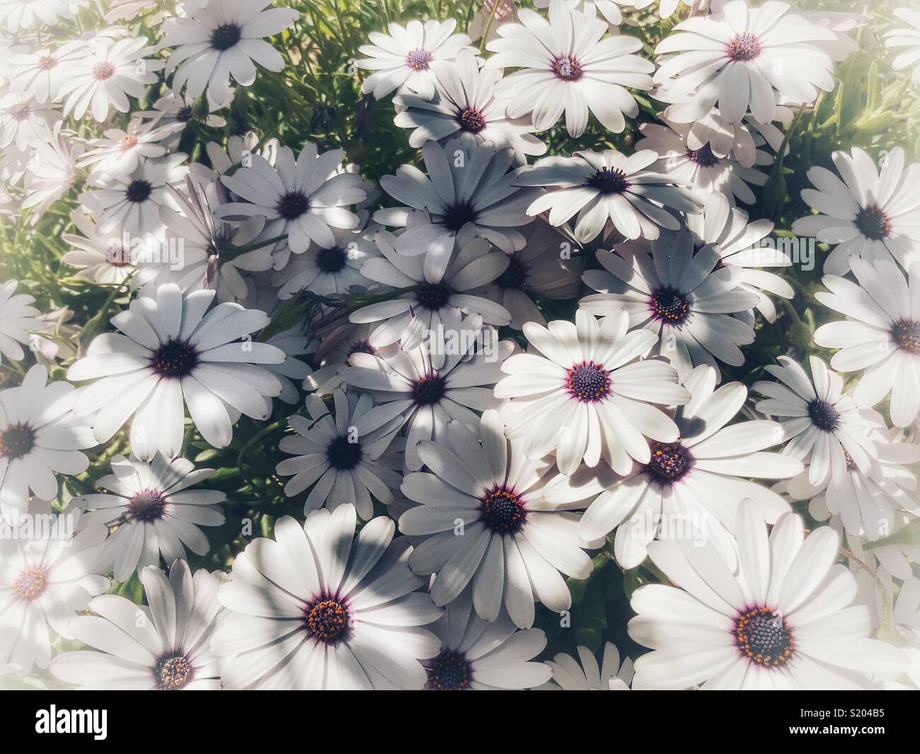 Osteospermum, also known as African daisy, Cape daisy, or daisybush - Smartphone Captured Stock Image