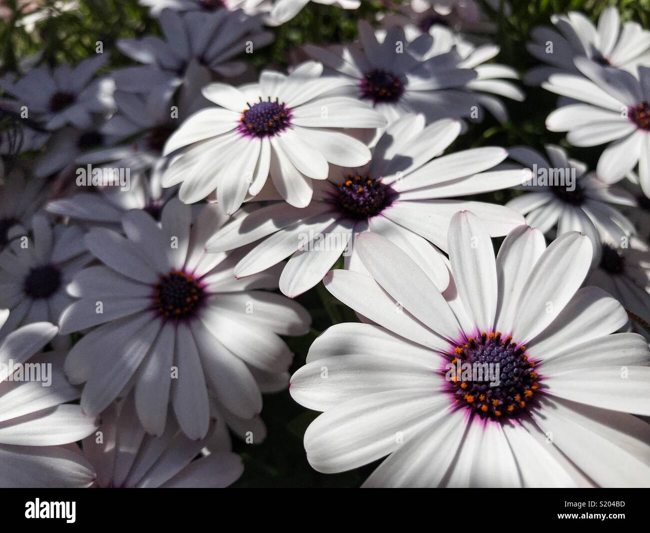Osteospermum, also known as African daisy, Cape daisy, or daisybush - Smartphone Captured Stock Image