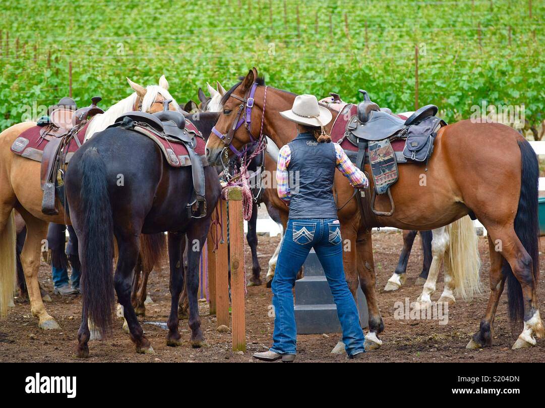 Saddle Up - Smartphone Captured Stock Image